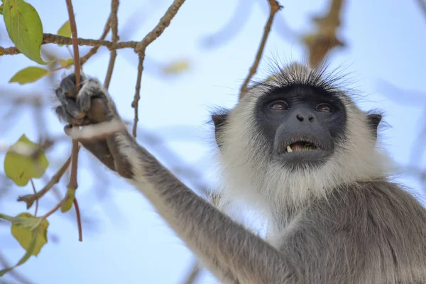 Affe auf Baum — Stockfoto