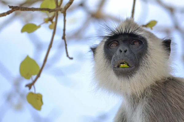 Singe sur l'arbre — Photo