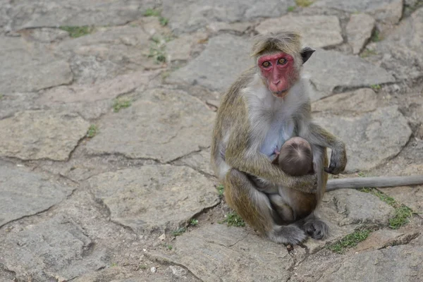 Affe mit ihrem Baby — Stockfoto