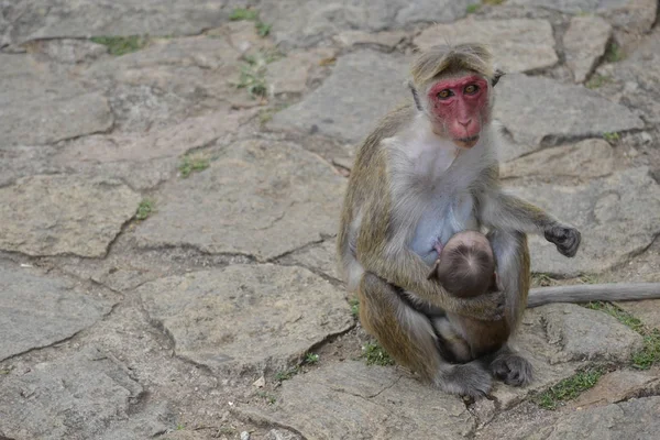 Affe mit ihrem Baby — Stockfoto