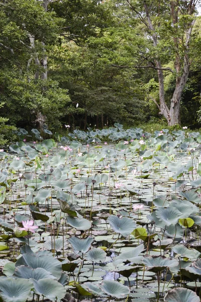 Waterlily in bloei — Stockfoto