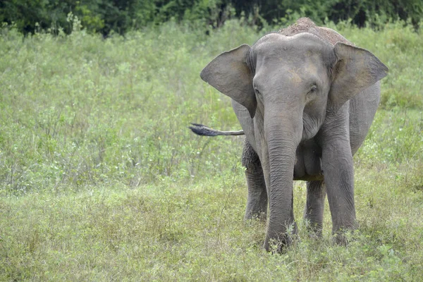 Elefant im Dschungel — Stockfoto