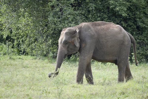 Elefant im Dschungel — Stockfoto