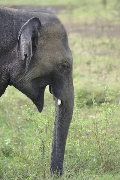 Éléphant dans la jungle — Photo