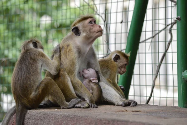 Scimmia con il suo bambino Immagini Stock Royalty Free