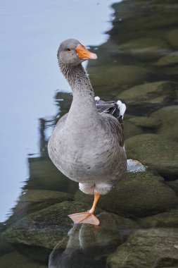nehir üzerinde ördek