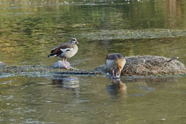 nehir üzerinde ördek