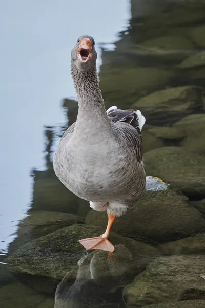 Duck on river — Stock Photo, Image