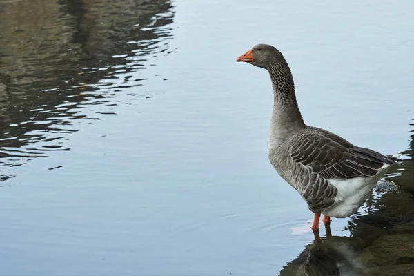 Duck on river — Stock Photo, Image