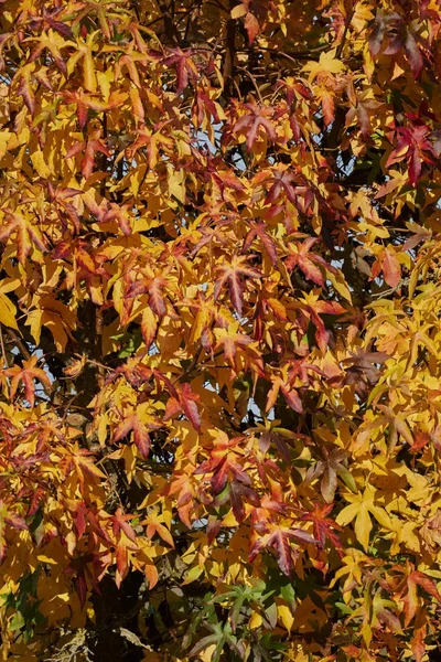 Podzimní list v parku — Stock fotografie