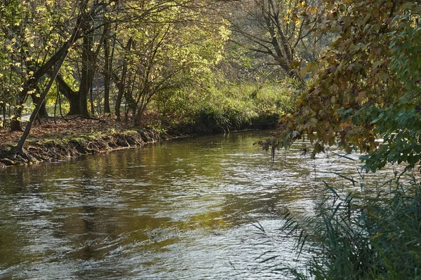 강에는 나무에가 잎 — 스톡 사진