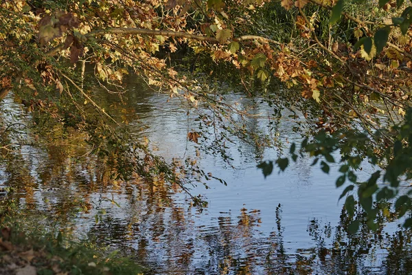 Foglia di autunno su albero su fiume — Foto Stock