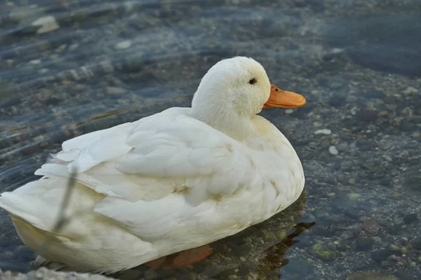 Pato en el río — Foto de Stock