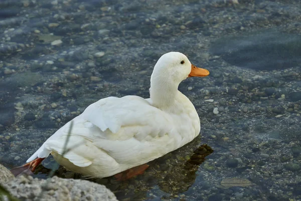 Ente auf Fluss — Stockfoto