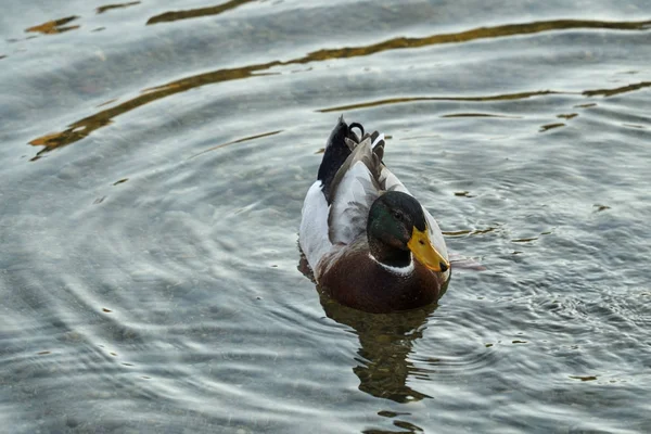 Ente auf Fluss — Stockfoto
