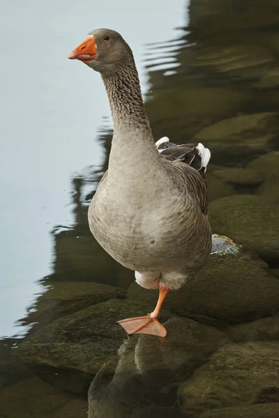 Pato no rio — Fotografia de Stock