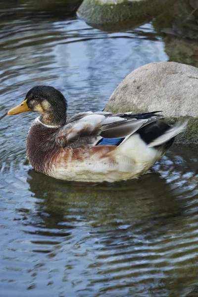 Ente auf Fluss — Stockfoto