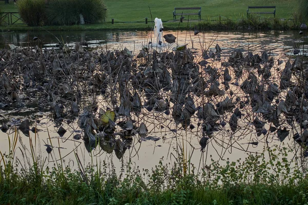 秋の池にスイレンの乾燥 — ストック写真