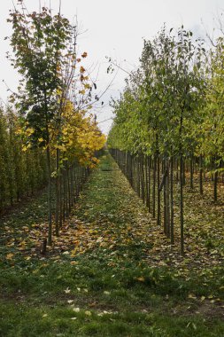 üst üste sonbahar ağacı