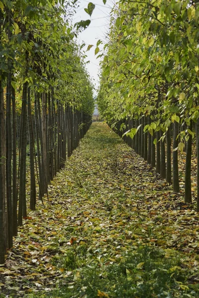 Árvore de outono em uma fileira — Fotografia de Stock