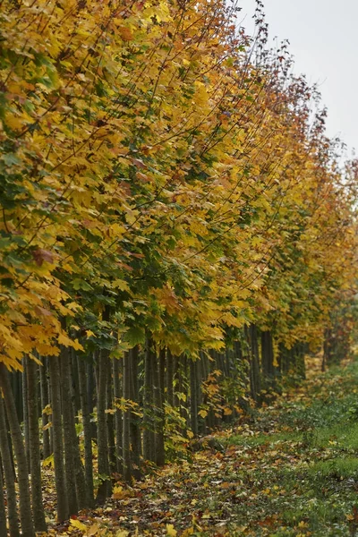 Árvore de outono em uma fileira — Fotografia de Stock