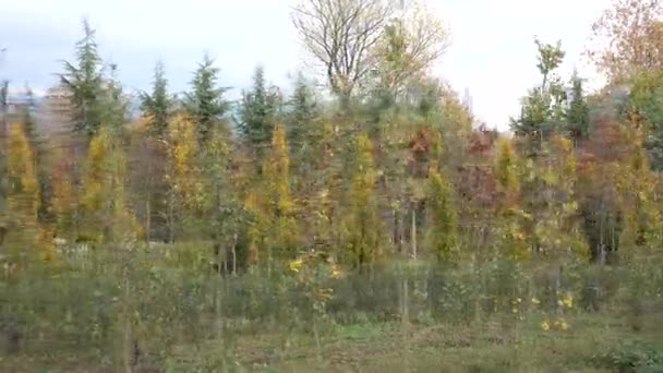 Árvores coloridas no parque no outono — Vídeo de Stock