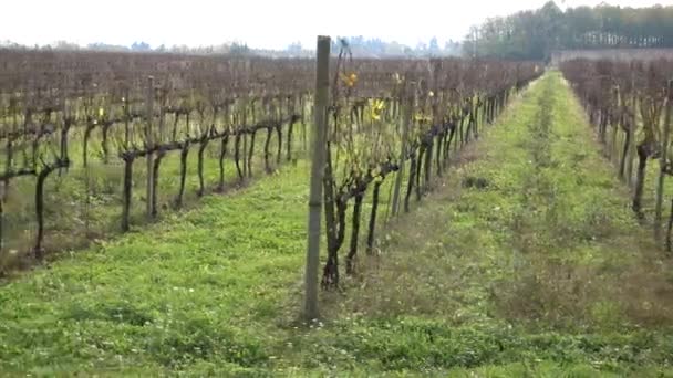 Vineyard in autumn — Stock Video