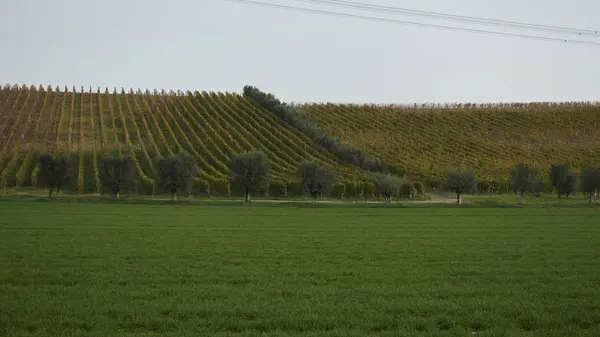 Vigneto in autunno — Foto Stock