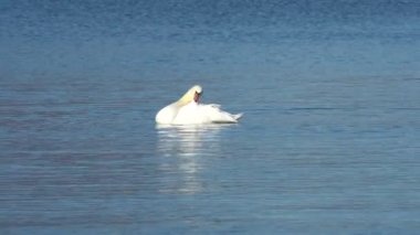 swan için banyo Zamanı