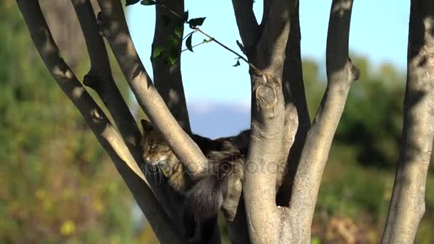 Gato escondido na árvore — Vídeo de Stock