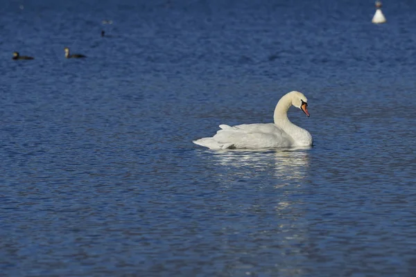 Tempo di bagno per cigno — Foto Stock