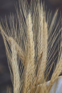 grubun buğday kulaklarında