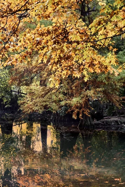 Осенние Цвета Пруду — стоковое фото