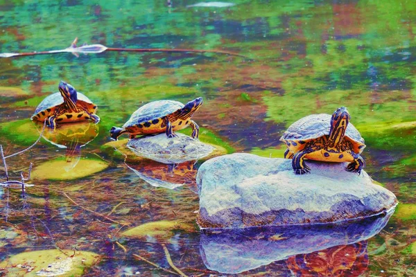three turtles lined up on rock on the pond