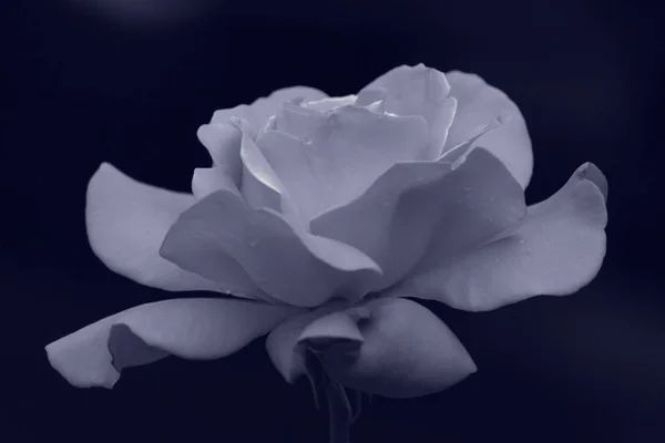Rose Dans Jardin — Photo