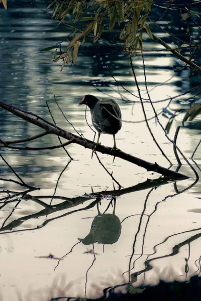 Vogel See Herbst — Stockfoto