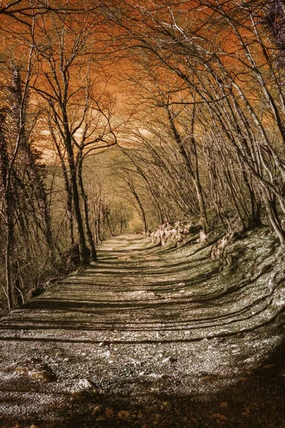 Orman Manzara Sonbahar Sezonu — Stok fotoğraf