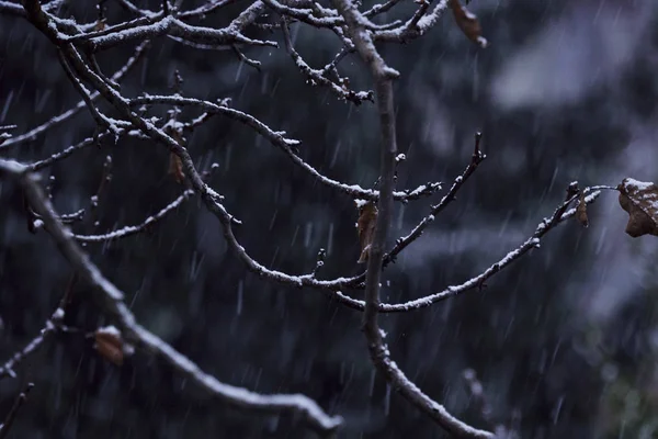 Boom Sneeuw Winternacht — Stockfoto