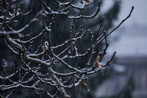 Árvore Neve Noite Inverno — Fotografia de Stock