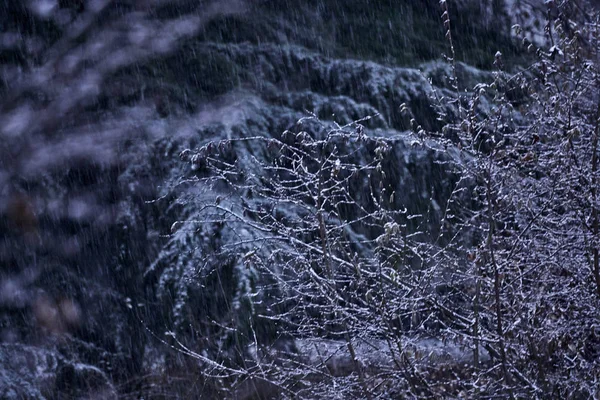 Дерево Сніг Взимку Вночі — стокове фото