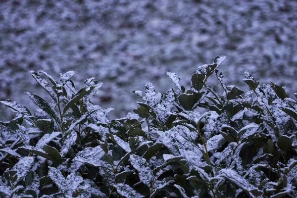 Árvore Neve Noite Inverno — Fotografia de Stock