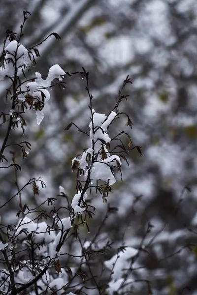 ツリーや冬の夜の雪 — ストック写真