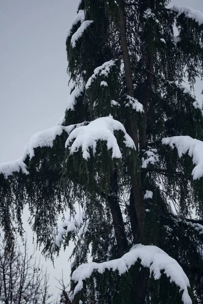 Boom Sneeuw Winternacht — Stockfoto