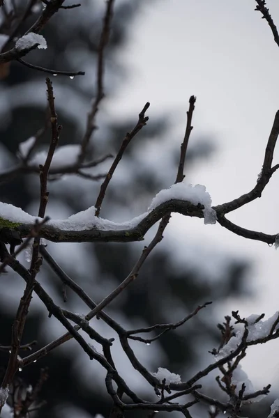 Árbol Nieve Noche Invierno —  Fotos de Stock