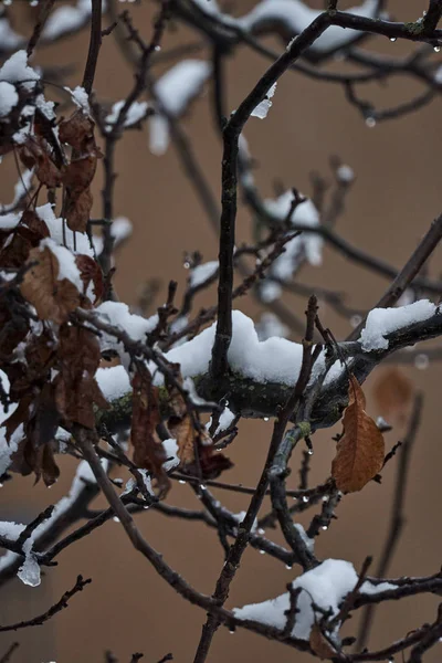 Árbol Nieve Noche Invierno —  Fotos de Stock