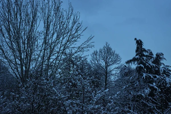 Árvore Neve Noite Inverno — Fotografia de Stock