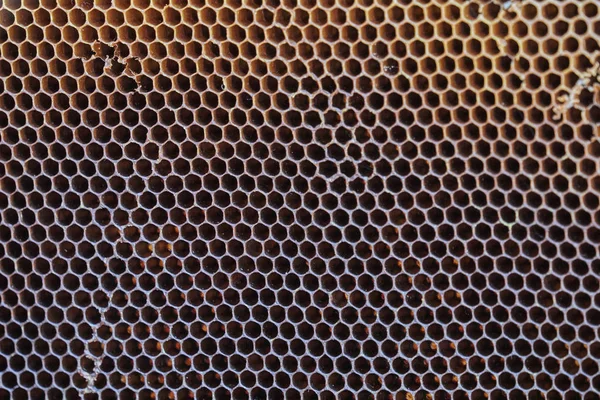 Hive Apiary Background — Stock Photo, Image