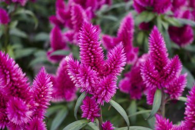 celosia Çiçek bahçesinde