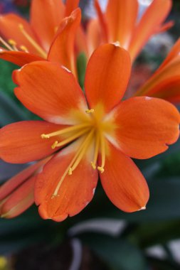 clivia Bahçe