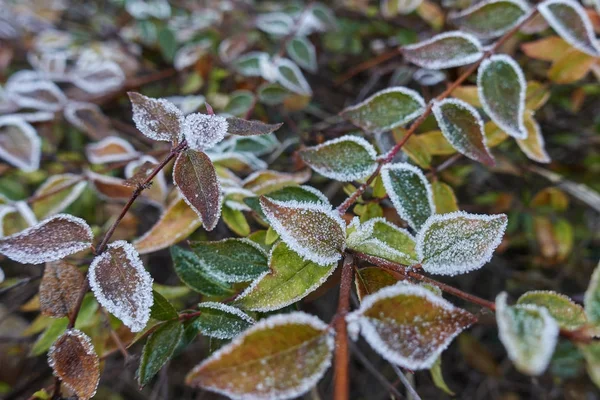 冬天在花园里的霜叶 — 图库照片